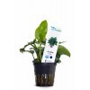 AQUAFLORA - ANUBIAS BARTERI VAR.NANA